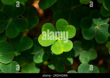 Cluster aus klauenähnlichem Holzsorrel (Oxalis acetosella), mit einem der herzförmigen dreiblättrigen Blätter, die vom Sonnenlicht beleuchtet werden, Deutschland Stockfoto