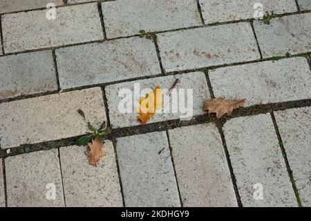 Ein orangefarbenes Eichenblatt auf einem gefliesten Gehweg Stockfoto