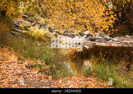 Helle und farbenfrohe Herbstzucker-Ahornblätter im Park. Acer saccharum. Farbige Blätter in der Herbstsaison, die den Bach umgeben. Die Saison der Colo Stockfoto