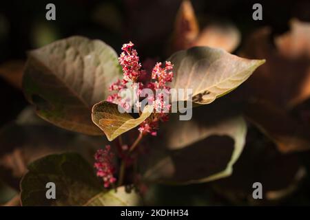 Herbst rosa Wildblumen auf großen grünen Blättern Strauch in den Wäldern. Gedimmtes Sonnenlicht fällt auf Wald rosa wilden Blumen Busch in der Herbstsaison. Stockfoto