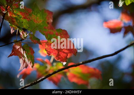 Helle und farbenfrohe rote Ahornblätter in der Herbstsaison. Acer rubrum. Herbstfarben von roten Ahornblättern im Wald. Stockfoto