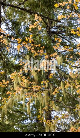 Schöner Herbstbaum mit Moos im Mount Rainier National Park, Washington Stockfoto