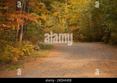 Helles und farbenfrohes Herbstlaub am Feldweg im Wald. Holzfarbene Blätter und Kiefernnadeln in der Herbstsaison. Die Jahreszeit der Farben in Stockfoto