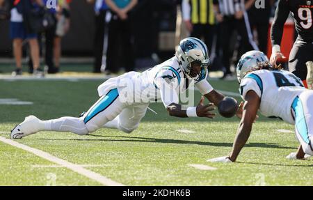 Cincinnati, Usa. 06.. November 2022. Carolina Panthers Quarterback PJ Walker (11) taucht in der ersten Spielhälfte gegen die Cincinnati Bengals im Paycor Stadium am Sonntag, den 6. November 2022 in Cincinnati, um den gefummelten Fußball zu spielen. Ohio Foto von John Sommers II/UPI Kredit: UPI/Alamy Live News Stockfoto