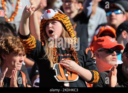 Cincinnati, Usa. 06.. November 2022. Fans von Cincinnati Bengals jubeln am Sonntag, den 6. November 2022 in Cincinnati, im Paycor Stadium gegen die Carolina Panthers um ihr Team. Ohio Foto von John Sommers II/UPI Kredit: UPI/Alamy Live News Stockfoto