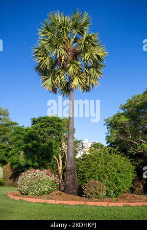 Der Bicentennial Park, auch Esplanade genannt, ist eine große Parklandschaft im Stadtzentrum von Darwin. Stockfoto