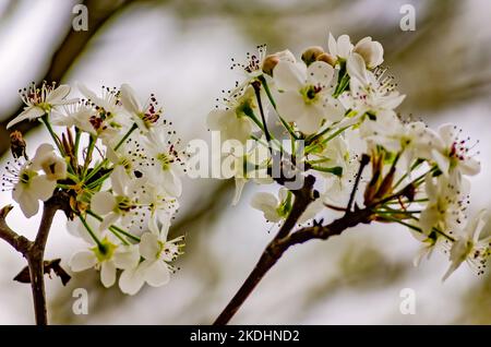 Bradford Birnenbäume (Pyrus calleryana) zeigen auffällige Blüten, 10. März 2013, in Columbus, Mississippi. Stockfoto