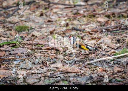 Der europäische Goldfink sitzt im Frühjahr auf dem Boden. Schöner singbird der europäische Goldfink in der Tierwelt. Der europäische Goldfink oder einfach der Goldf Stockfoto