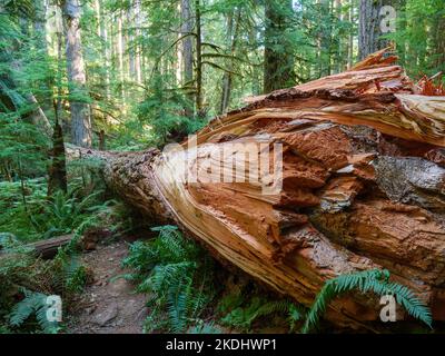 Große gefallene Douglasie. Im Herzen des Forest Trail, Olympic National Park, Washington. Stockfoto