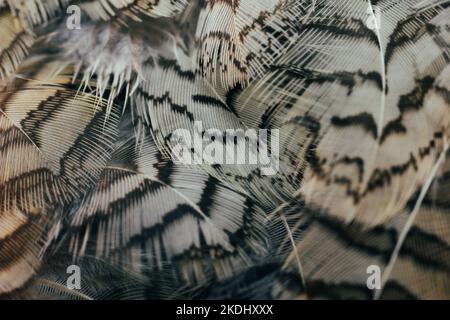 Schöne schwarz-weiße Farbe Wachtel Vogel Federn dunkel nahtlose Linien vintage abstrakte Muster Textur Design natürlichen Hintergrund, Tapete, Bild. Stockfoto