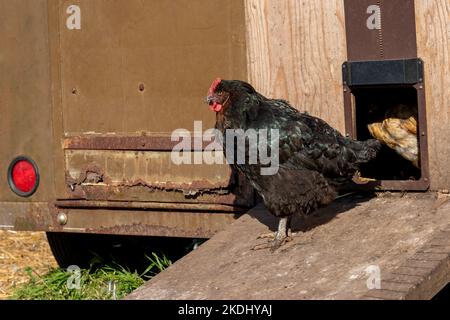 Chimacum, Washington, USA. Schwarze Australorp Henne auf einer Rampe, die zu einem mobilen Hühnerstall führt Stockfoto