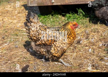 Chimacum, Washington, USA. Freirange Americana Henne Walking Stockfoto