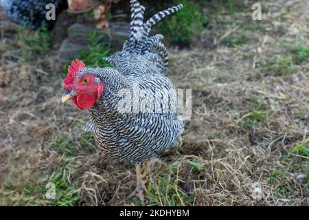 Chimacum, Washington, USA. Free Range Plymouth barred Rock hen Walking Stockfoto