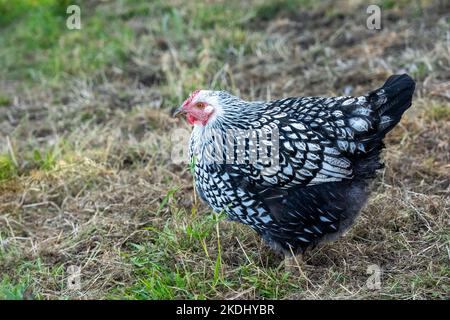 Chimacum, Washington, USA. Frei reichende, schwarz laced Silber Wyandotte Henne Stockfoto