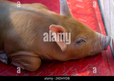 Chimacum, Washington, USA. Porträt eines Tamworth-Schweinchen in einer Geburtskiste Stockfoto