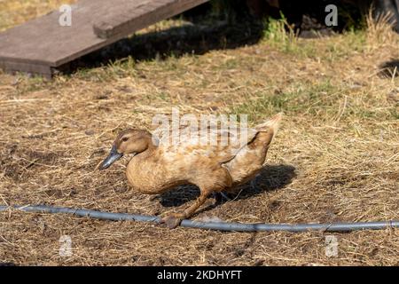 Chimacum, Washington, USA. Cayuga-Ente mit freiem Zugang Stockfoto