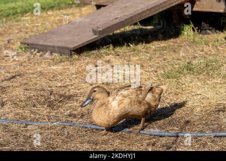 Chimacum, Washington, USA. Cayuga-Ente mit freiem Zugang Stockfoto