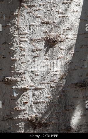 Struktur aus Aspen-Rinde. Aspen Baumrinde detaillierte Textur. Populus tremula, eurasische Espe Stockfoto