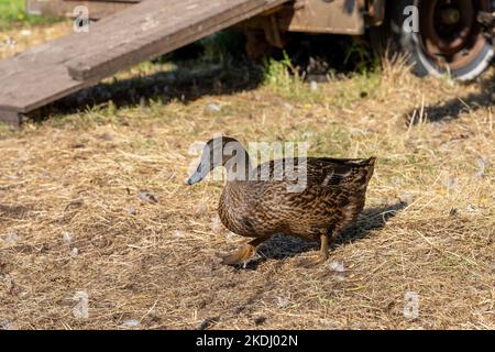 Chimacum, Washington, USA. Cayuga-Ente mit freiem Zugang Stockfoto