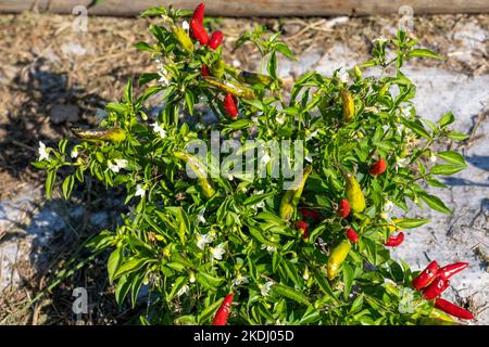 Chimacum, Washington, USA. Super Chili Hot Pepper Pflanze mit reifen Paprika Stockfoto