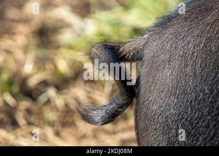 Chimacum, Washington, USA. Lockiger Schwanz eines Idaho Weideschweins Stockfoto