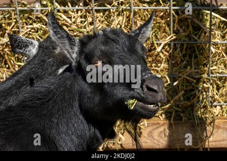 Chimacum, Washington, USA. Nigrische Zwergziegen fressen Heu Stockfoto