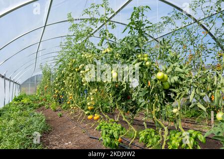 Chimacum, Washington, USA. Tomaten, Basilikum und andere Pflanzen, die in einem kommerziellen Gewächshaus wachsen. Stockfoto