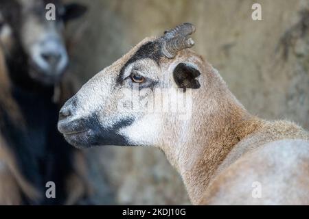 Chimacum, Washington, USA. American Blackbelly Schaf RAM Portrait Stockfoto