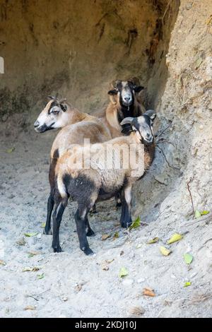 Chimacum, Washington, USA. American Blackbelly Schafsramme stehen an einer Höhlenwand Stockfoto