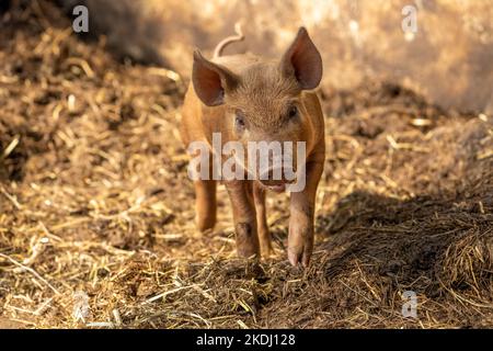 Chimacum, Washington, USA. Tamworth Schweinchen, 1 Wochen alt Stockfoto