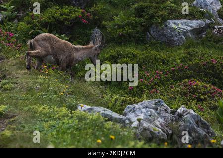 Steinbock oder Steinbock in den Schweizer Alpen, Niederhorn Stockfoto