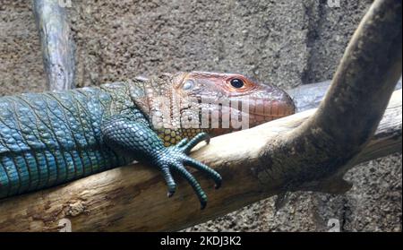 Los Angeles, California, USA 7. July 2022 Caiman Lizard im Regenwald Amerikas im LA Zoo am 7. Juli 2022 in Los Angeles, Kalifornien, USA. Foto von Barry King/Alamy Stockfoto Stockfoto