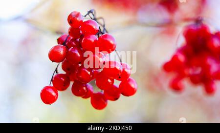 Rote Viburnum-Beeren an den Zweigen eines Busches im Garten. Verschwommener Herbsthintergrund Stockfoto