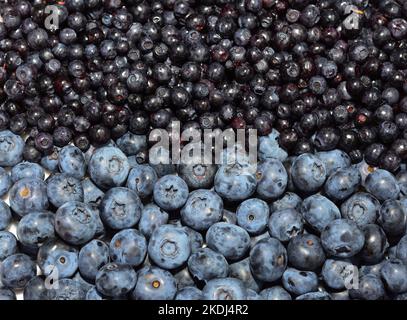 Blaubeeren und Heidelbeeren strukturierter Hintergrund. Heidelbeeren sind intensiver aromatisiert als Heidelbeeren, aber sie sind weicher und saftiger als Blaubeeren Stockfoto