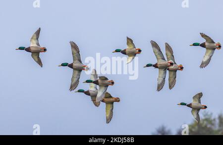 Gruppe fliegender Enten mit blauem Himmel Hintergrund Stockfoto