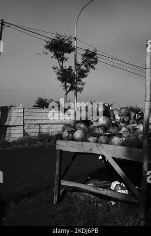 Schwarzweißfoto, Schwarzweißfoto eines Stapels Kokosnüsse, die in der Gegend von Cikancung - Indonesien verkauft werden Stockfoto