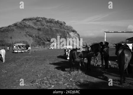 Cikancung, West Java, Indonesien - 23. Oktober 2022 : Schwarzweißfoto, Schwarzweißfoto eines Pferdes zur Miete für Besucher Stockfoto