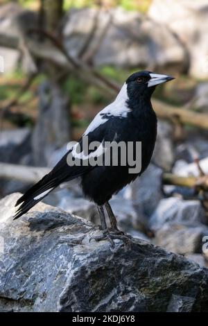 Australische Elster, die auf einem Stein thront, Gymnorhina tibicen Stockfoto