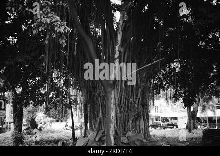 Schwarzweißfoto, Schwarzweißfoto eines großen banyan-Baumes inmitten einer Autobahn in der Gegend von Cikancung - Indonesien Stockfoto