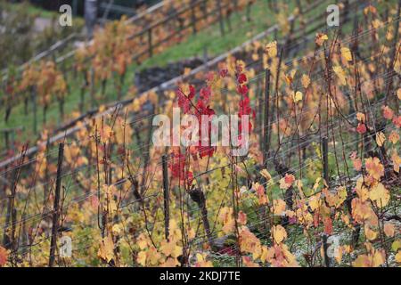 Weinberge mit schönen farbigen Blättern im Herbst südwestdeutschland Stockfoto