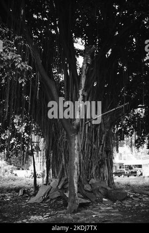 Schwarzweißfoto, Schwarzweißfoto eines großen banyan-Baumes inmitten einer Autobahn in der Gegend von Cikancung - Indonesien Stockfoto