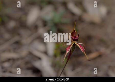 Native orchid Stockfoto