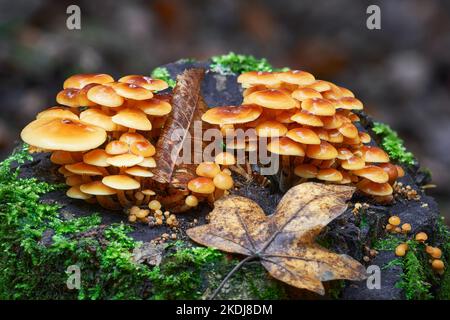 Flammulina velutipes - Gruppe essbare Pilze als Enokitake, Goldene Nadel oder Winterpilze bekannt. Stockfoto