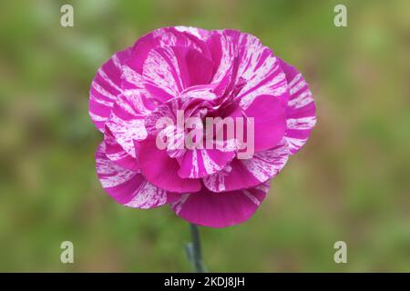 Dianthus "kosmische Wirbel 'Pink Stockfoto
