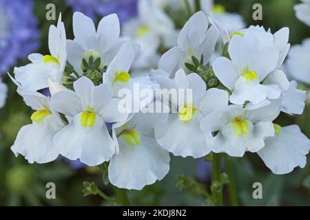 Nemesia „Wisley Vanilla“, Nemesia strumosa Stockfoto