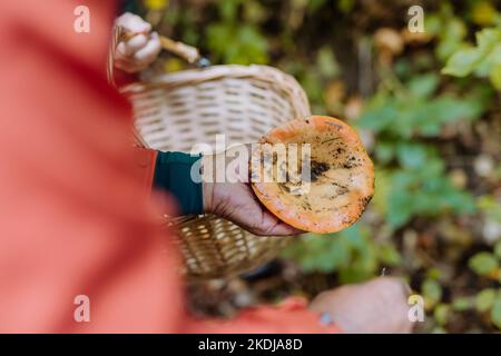 Draufsicht auf den älteren Mann, der Pilze im Herbstwald putzt. Stockfoto