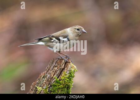 Ein Profilporträt eines weiblichen Buchfinkens, Fringilla coelebs, während sie auf einem alten Baumstumpf verbarscht. Der Hintergrund ist natürlich und nicht fokussiert Stockfoto