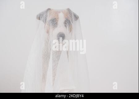Hund Jack Russell Terrier in einem Geisterkostüm auf weißem Hintergrund. Stockfoto