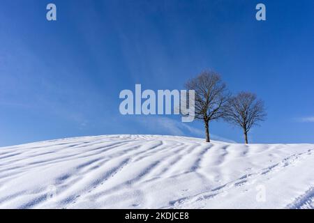 Zwei einzelne Bäume stehen auf einem Hügel mit viel Schnee und sonnigem blauen Himmel Stockfoto