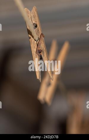 Eine Linie aus alten Holzklammern an einer Nylon-Wäscheleine mit rostigen Metallfedern bilden eine attraktive Anordnung vor einem dunklen und cremigen Hintergrund Stockfoto